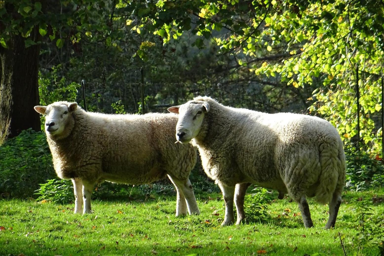 Aux Bois Dores De La Ferme De Sorval, Animaux De La Ferme, Fitness Selvigny Kültér fotó